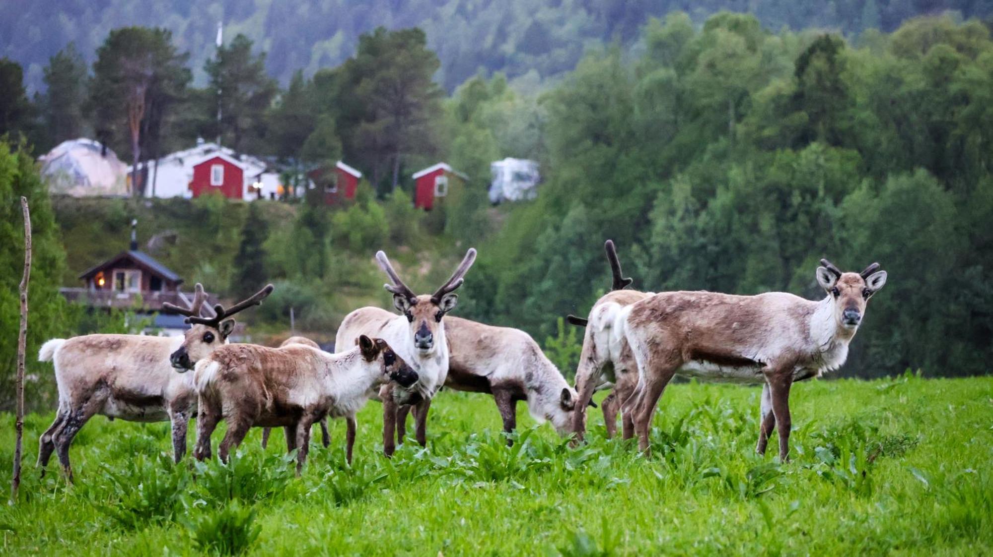 BrygghaugenNorwegian Wild别墅 外观 照片